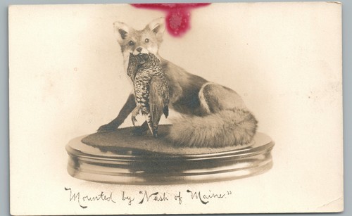 Stuffed fox - stuffed, w
