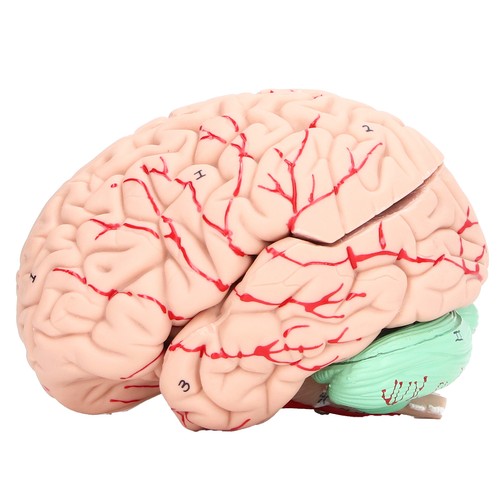 Human brain model anatomy - model,
