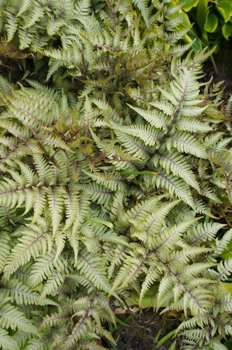 Athyrium niponicum