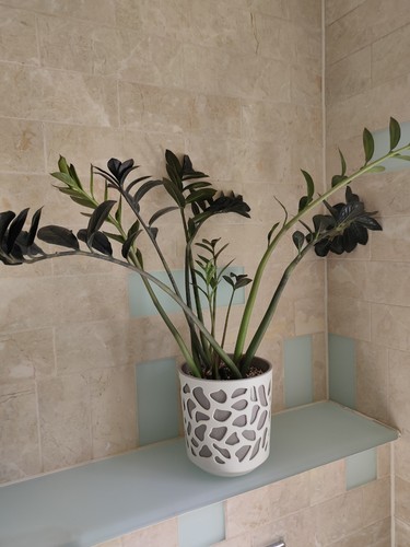 Raven and houseplant - houseplant, inc