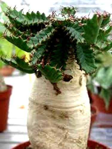 Euphorbia stellata - , ***