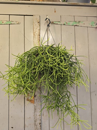 Rhipsalis baccifera - rhipsalis,