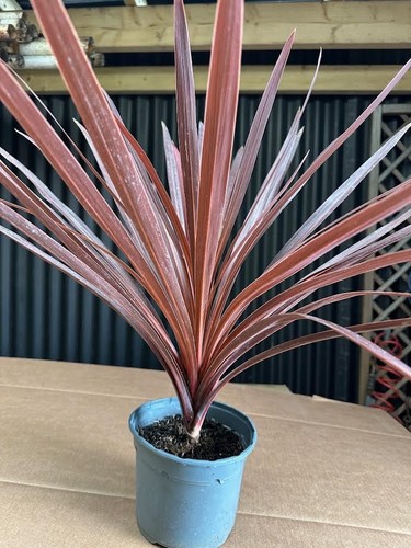 Red cordyline outdoor - red, plant