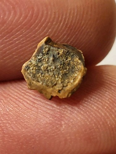 Ankylosaur nodosaur tooth - ankylosaur,
