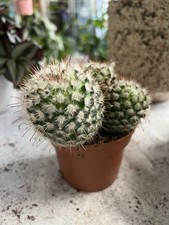 Mammillaria Bombycina Cactus Live Plant  in 14cm Pot