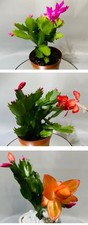 x3 Christmas Cactus- Orange/ Red/ Pink | Thanksgiving cactus | Schlumbergera |