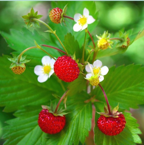 Wild alpine strawberry - 10,