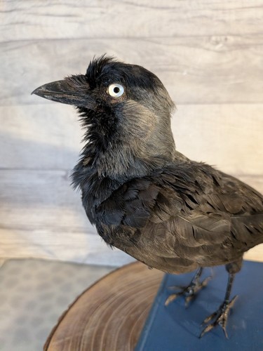 Taxidermy bird book - taxidermy, on