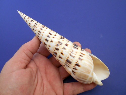 Large marlin spike - x-large,
