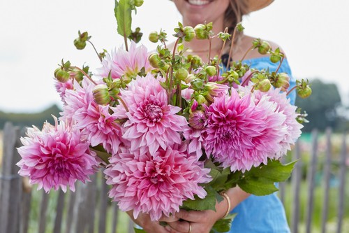 Dahlia tuber cafe - au, lait