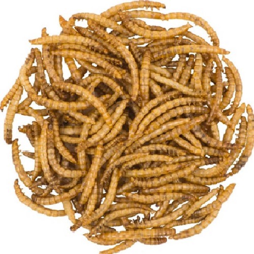 Dried mealworms 50g - dried, (50g
