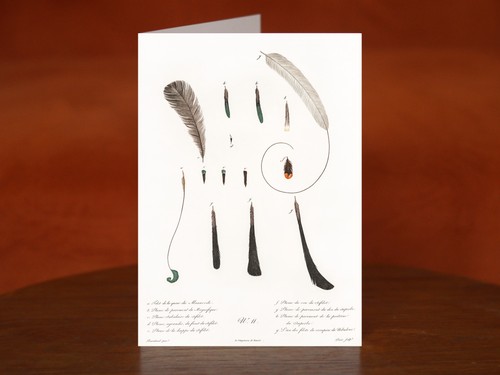 King bird paradise feather - king, of