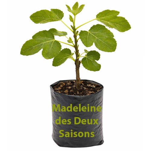 Madeleine des deux saisons - madeleine,