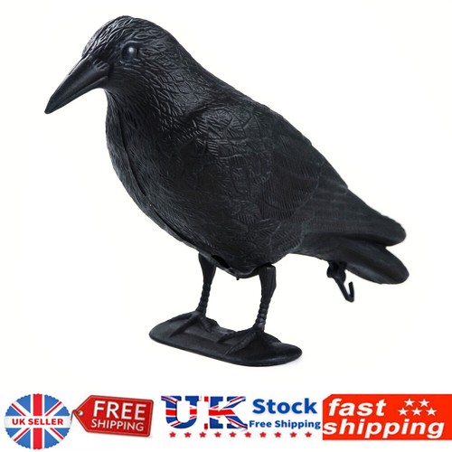 Pigeon scarer life - pigeon,