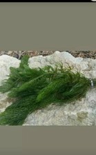 Hornwort Pond weed Aquarium