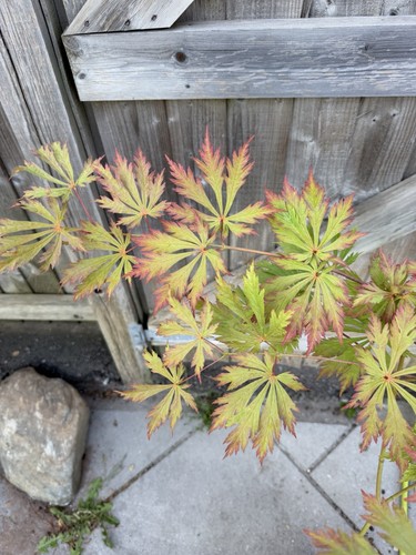 Acer japonicum aconitofolium - acer,