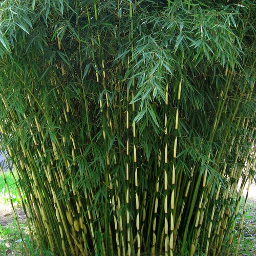 Umbrella bamboo fargesia - bamboo,