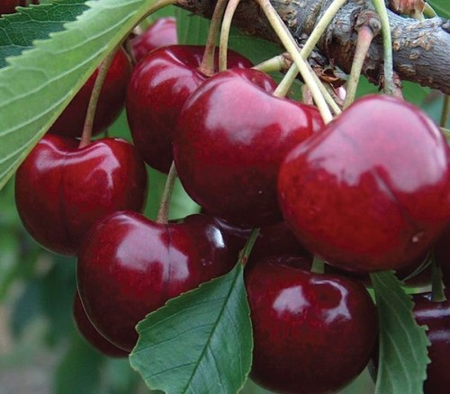 Sweetheart patio cherry - sweetheart,