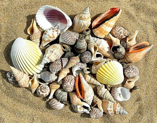 100g mixed seashells - from, bali