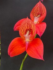 Disa Orchid uniflora. UK