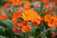 Erysimum Apricot  twist