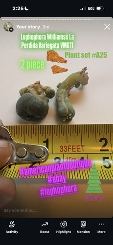 Aztekium ariocarpus - aztekium,