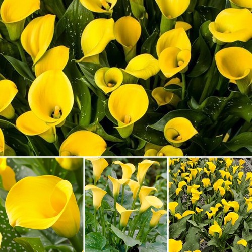 Zantedeschia gold label 1 - zantedeschia, x