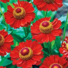 50 SEEDS Helenium RED JEWEL