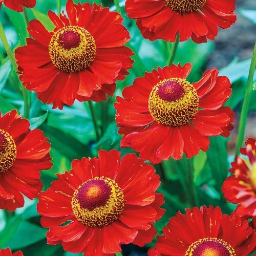 Seeds helenium red jewel - seeds,