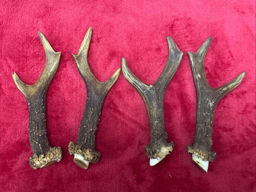Pairs roe deer - of,