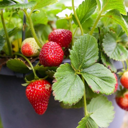 Strawberry fruit plant pack - strawberry, 6