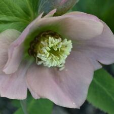 helleborus Hellebore