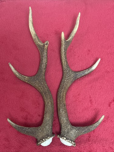 Pair sika deer - pair,