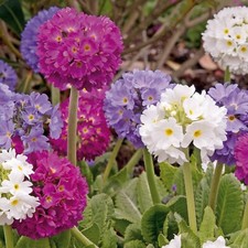 Drumstick Primula Plant in 1L Pot - Primula denticulata Herbaceous Perennial