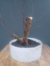 English Elm bonsai Tree