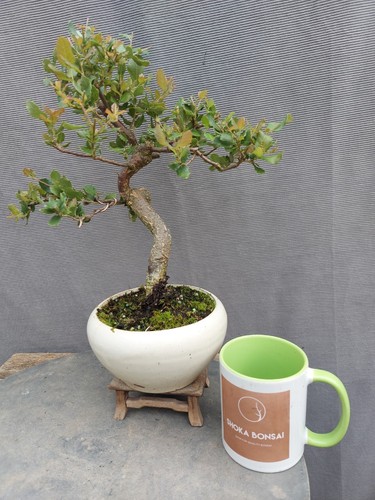 Cork bark oak - cork,