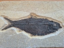 Fossil fish - Knightia Alta - Large - Eocene Green River Formation, Wyoming, USA