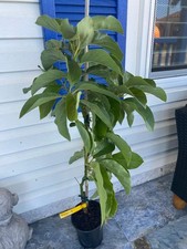 GRAFTED MARCUS PUMPKIN BLACK