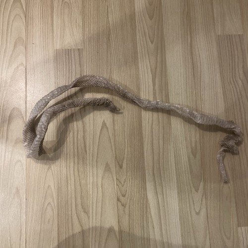 Milk snake shed - snake, foot