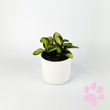 Hoya Carnosa Tricolor Indoor Houseplant