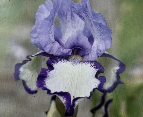Iris germanica chinkianq - iris,