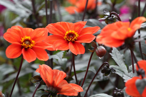 Dahlia bishop oxford - of, oxford'