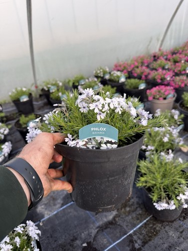 Phlox bavaria hardy - hardy, perennial