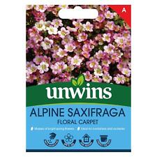 Unwins Flower Saxifraga x