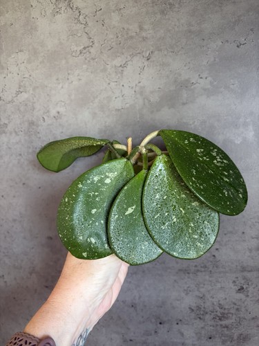 Hoya obovata splash large - splash,