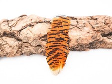 LARGE GOLDEN PHEASANT TIPPETT  FEATHERS (VARIOUS)