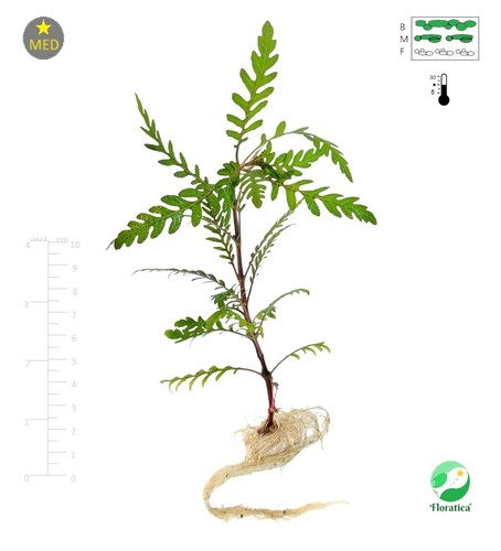 Live aquarium plant - aquarium, hygrophila