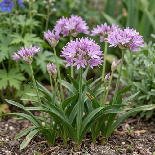 Allium eros unifolium - unifolium, bulbs