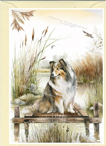 Shetland sheepdog sheltie dog - shetland,