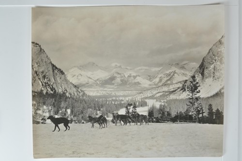 Dog sled team winter - dog,